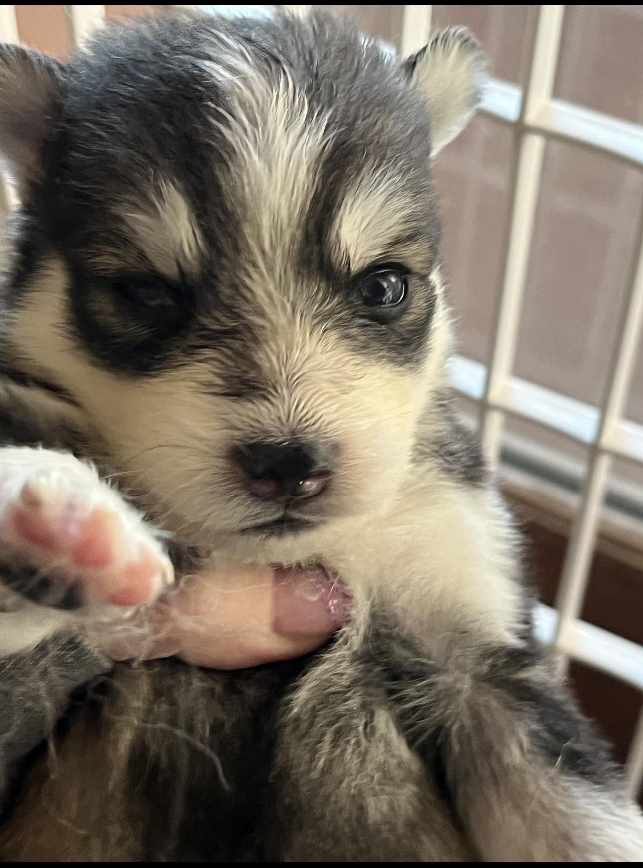Pomsky litter of 8. , a ADOPTABLE Pomsky in Wayne , NJ image 2/5