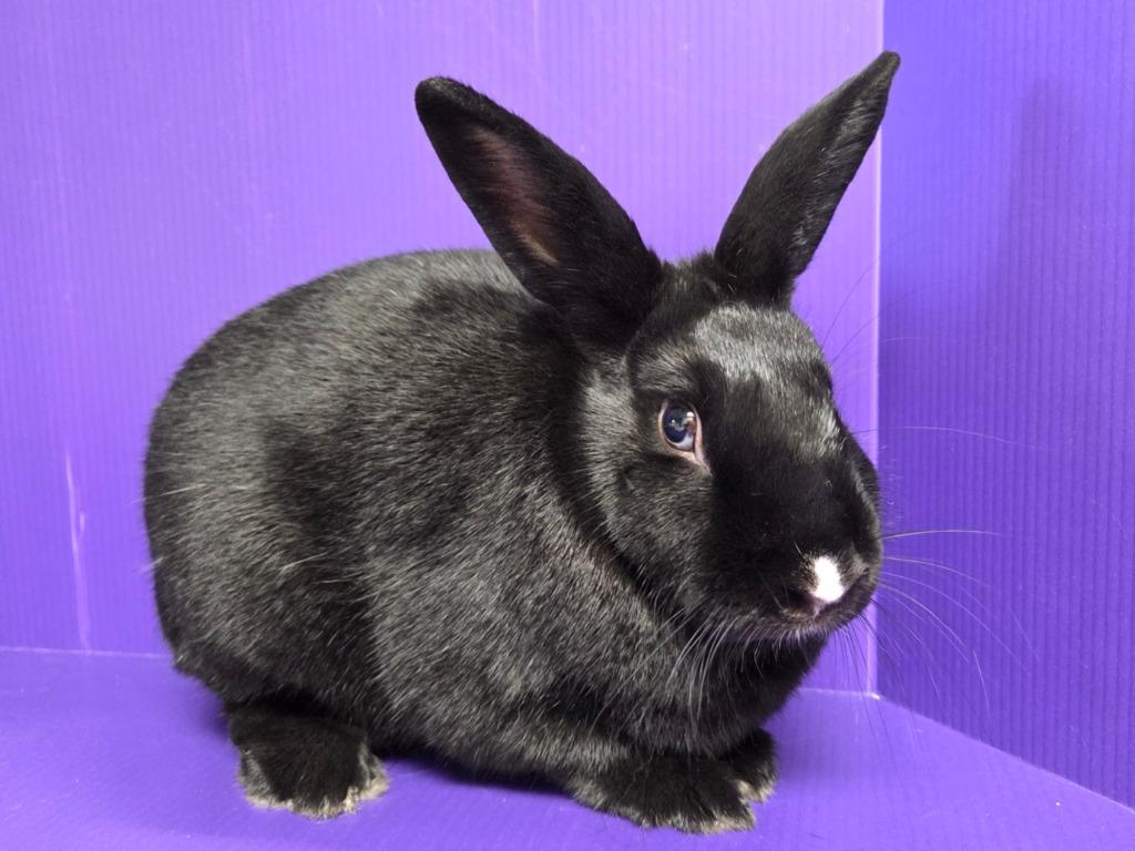 Dean, Adoptable, Young Male Bunny Rabbit.