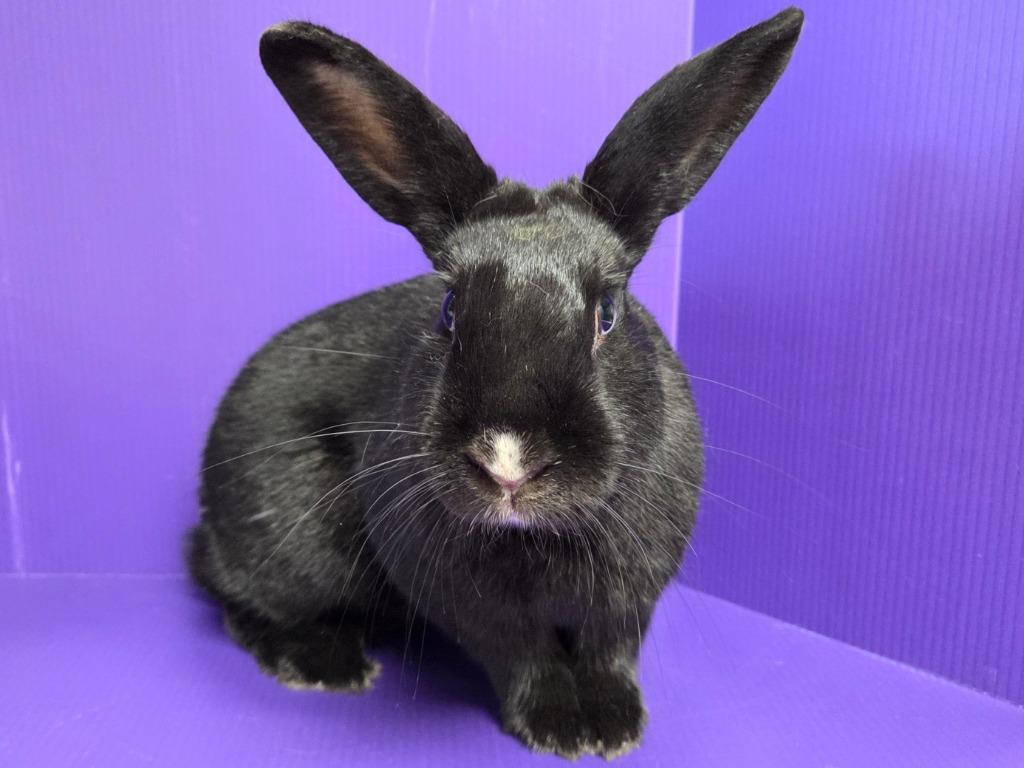 Enlarge Dean, a Adoptable mixed breed in Lewisville, TX image 2/3