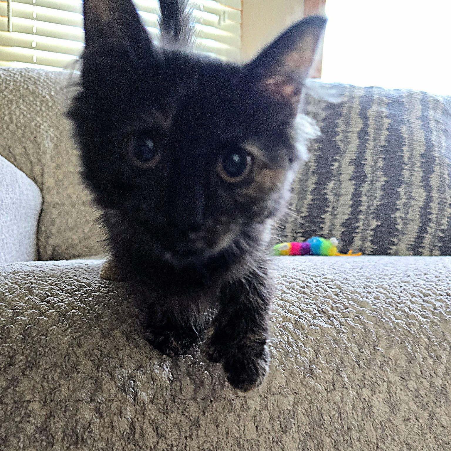 Enlarge Rem, a Adoptable mixed breed in Omaha, NE image 2/3