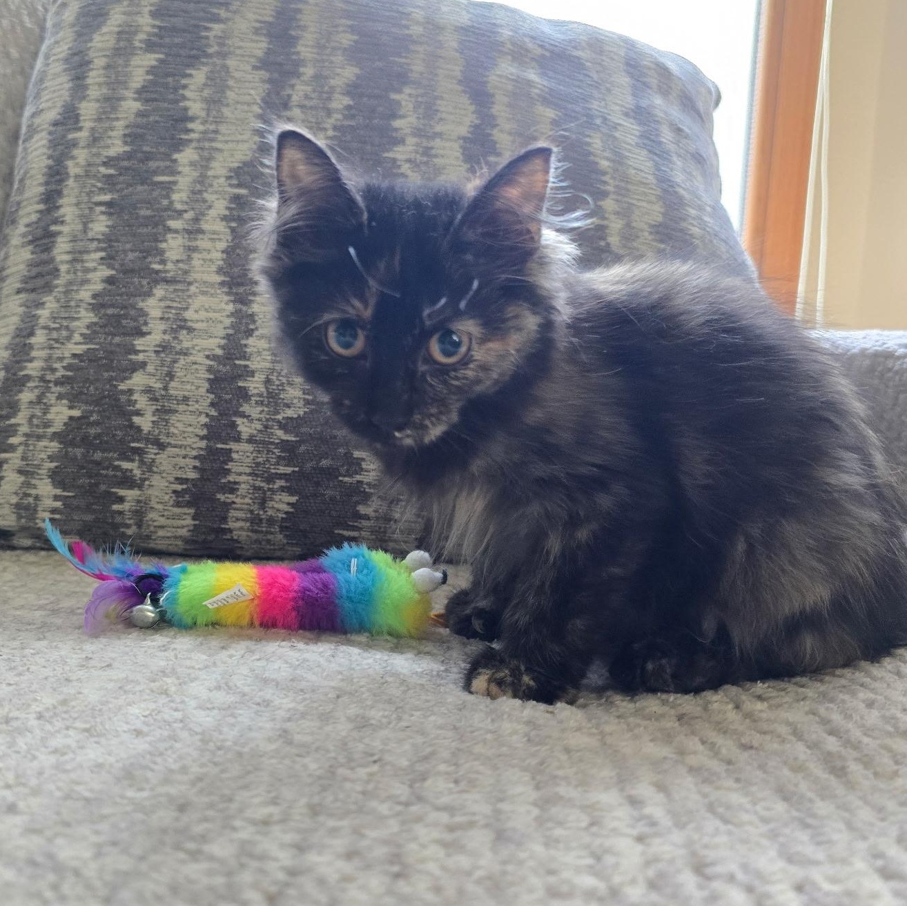 Rem, Adoptable, Kitten Female Domestic Medium Hair & Tortoiseshell.