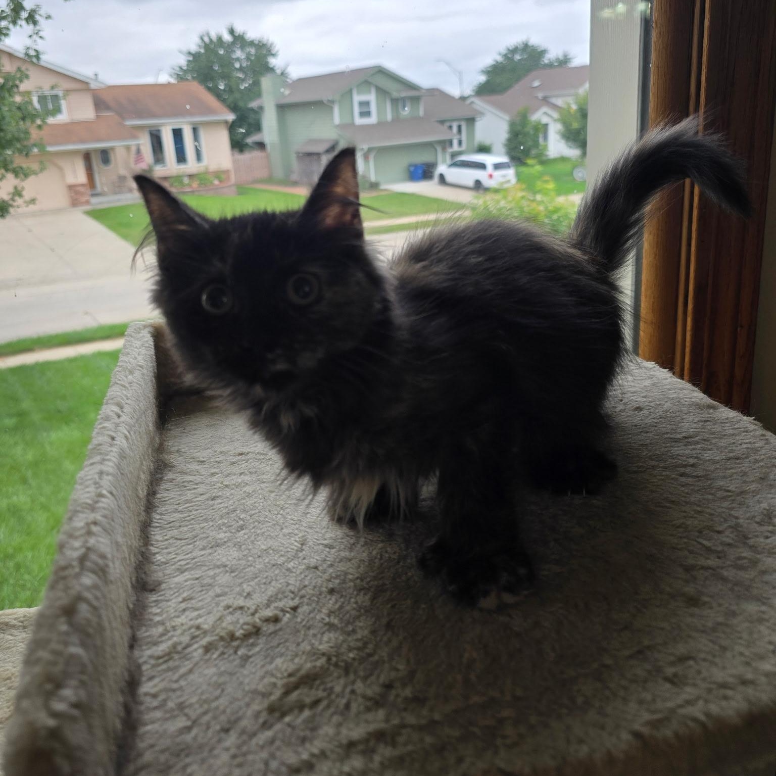 Enlarge Rem, a Adoptable mixed breed in Omaha, NE image 3/3
