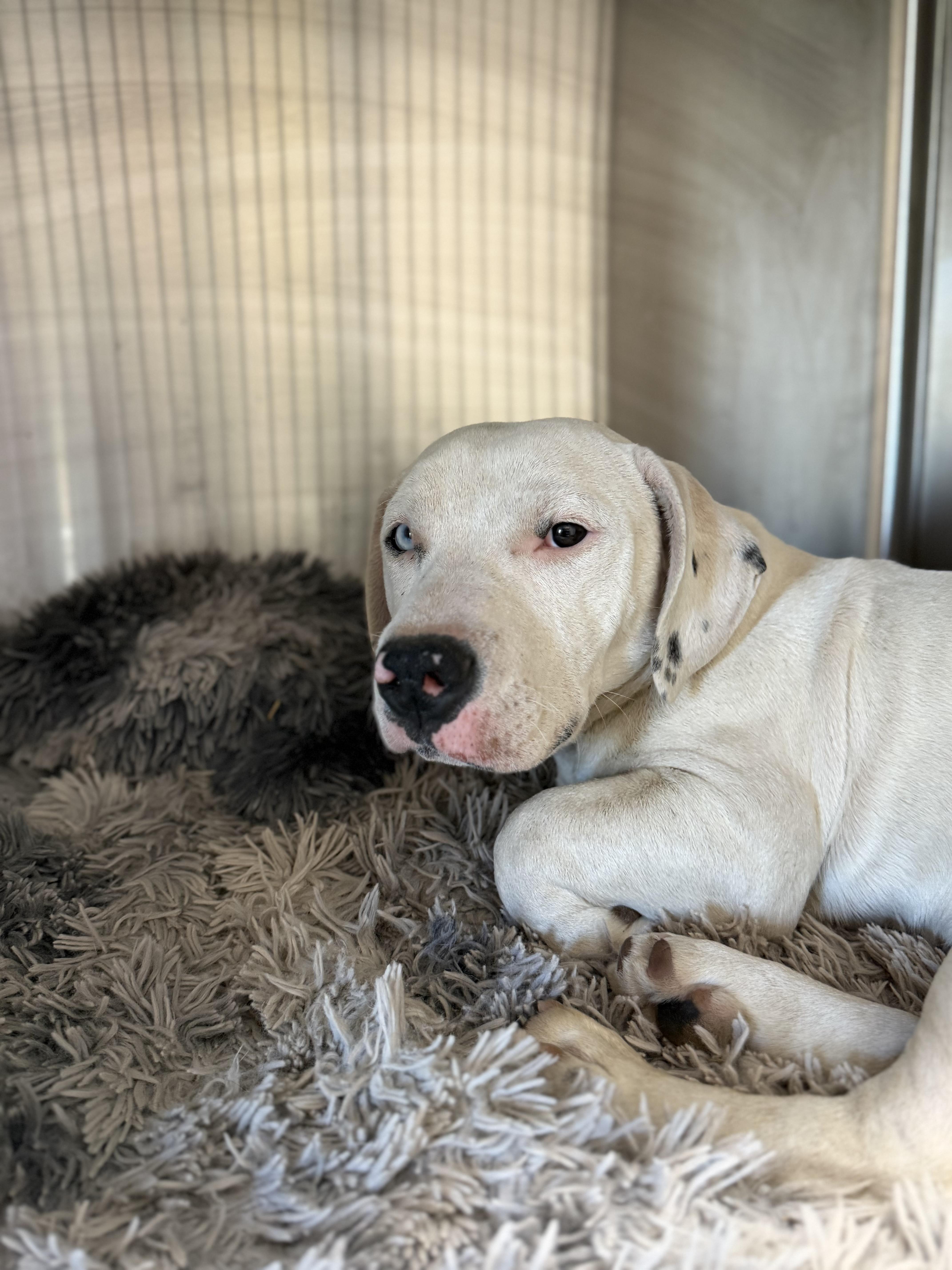 Enlarge Brian, an adopted mixed breed in Clarkdale, AZ image 5/6