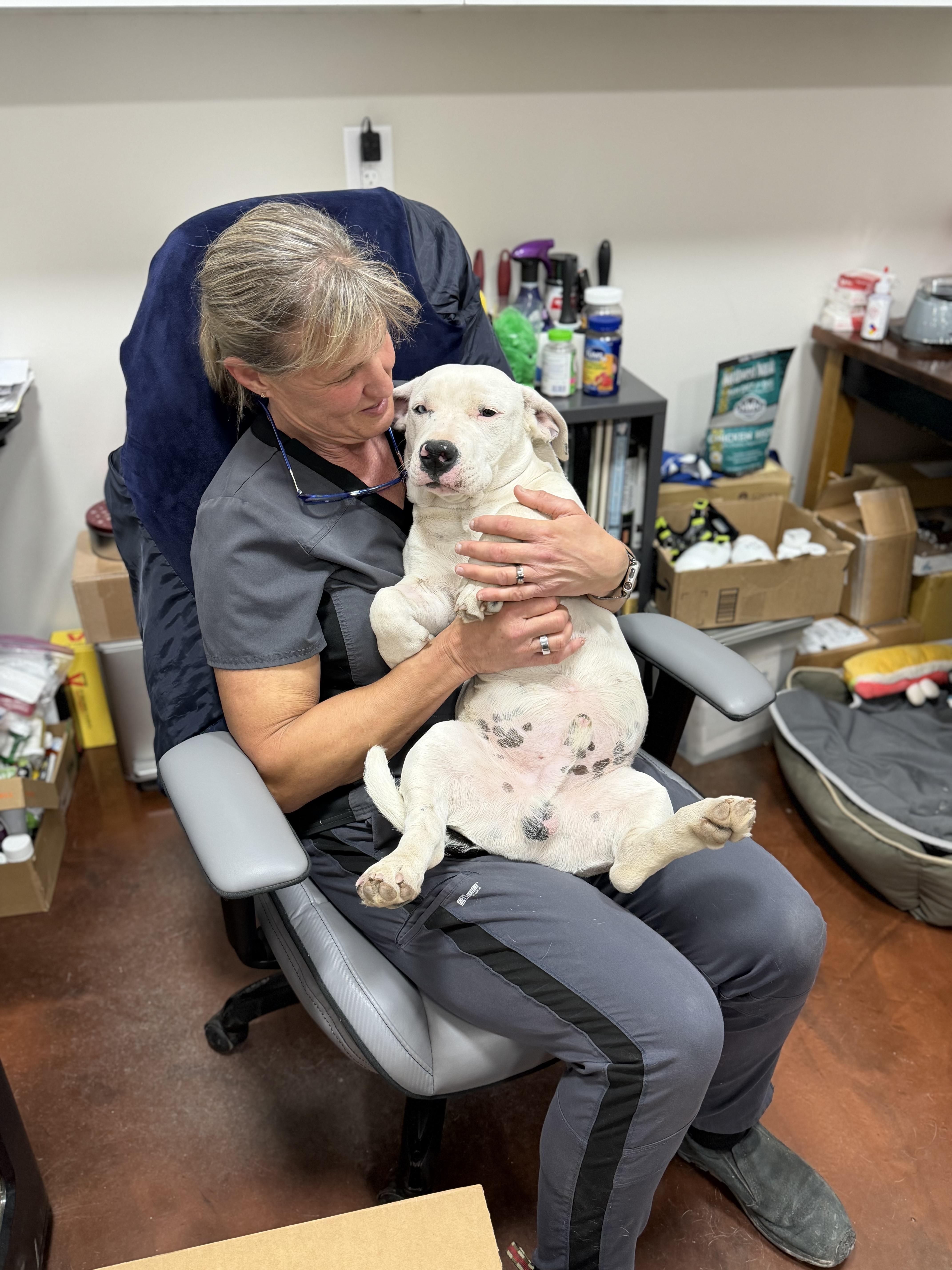 Enlarge Brian, an adopted mixed breed in Clarkdale, AZ image 3/6