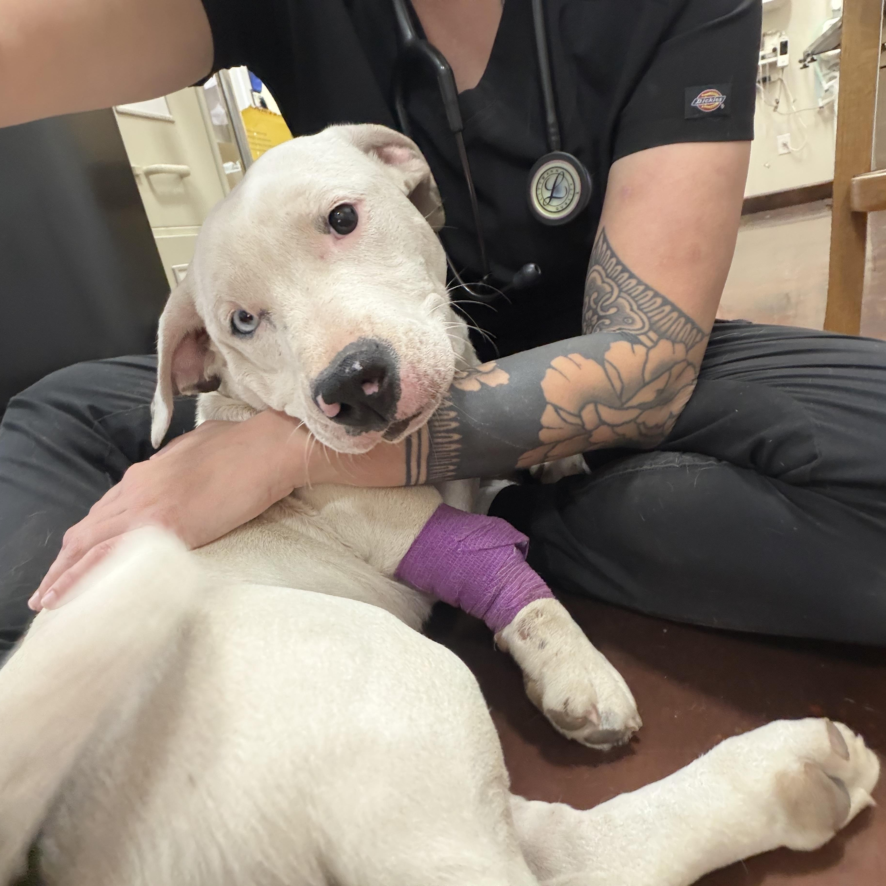 Enlarge Brian, an adopted mixed breed in Clarkdale, AZ image 1/6