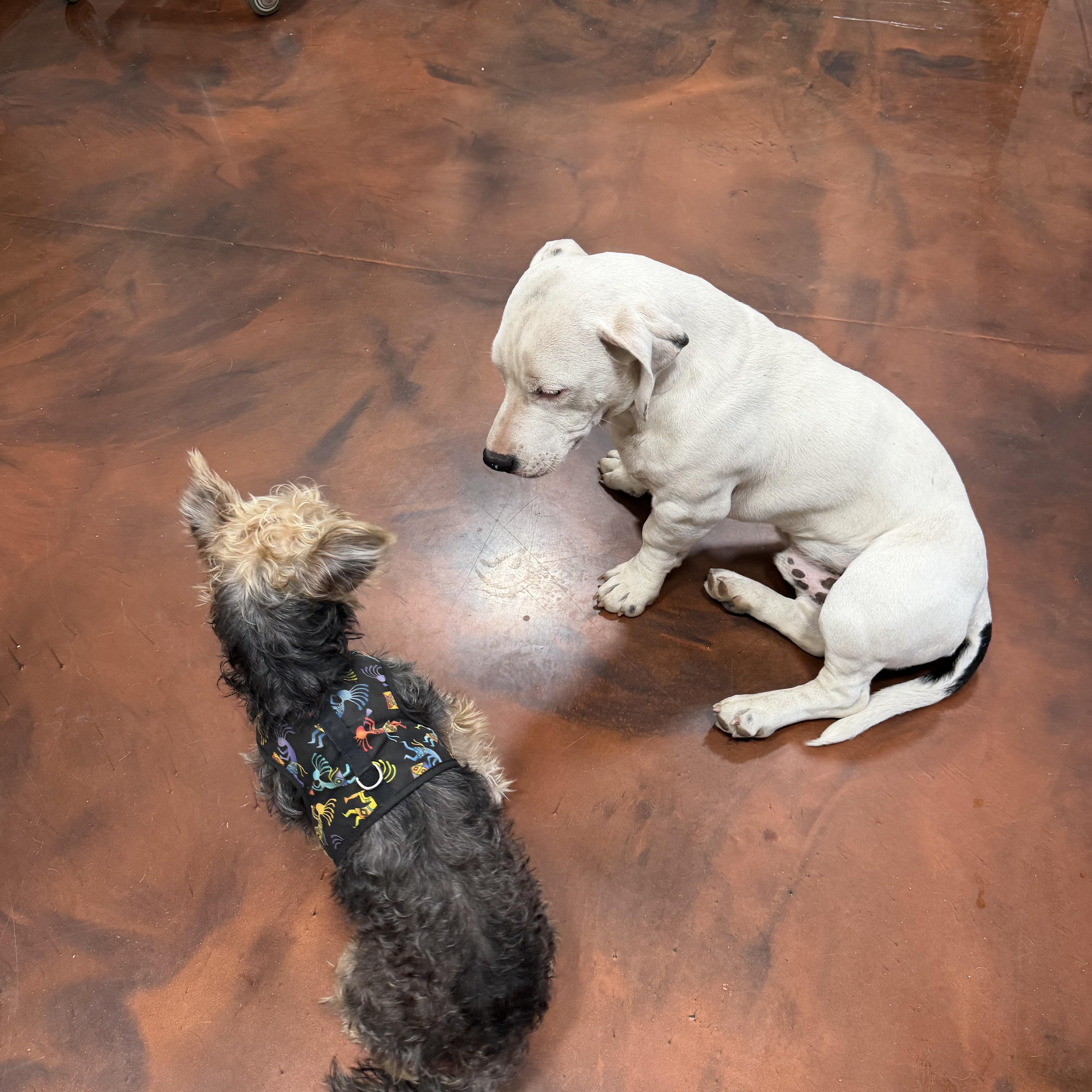 Enlarge Brian, an adopted mixed breed in Clarkdale, AZ image 4/6