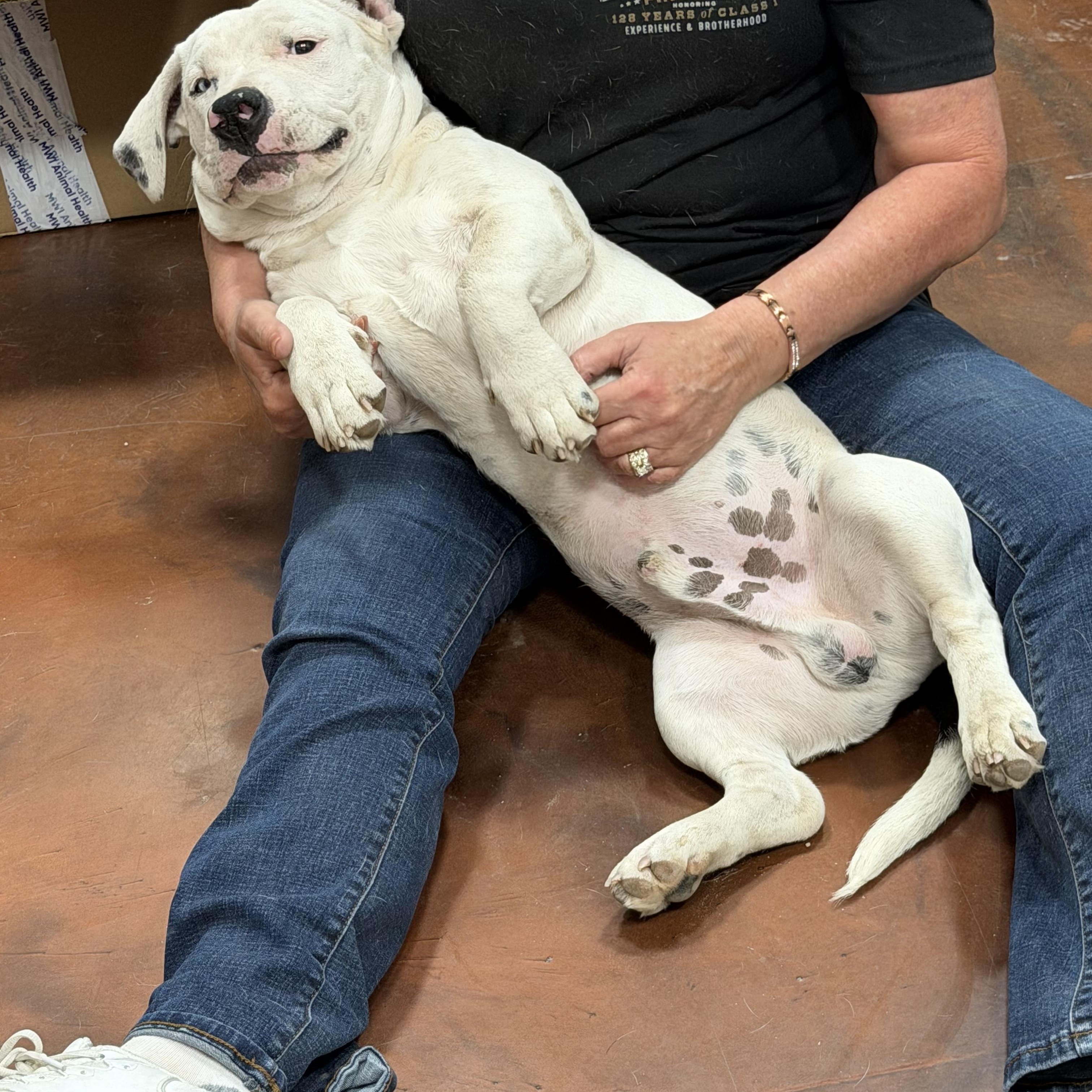 Enlarge Brian, an adopted mixed breed in Clarkdale, AZ image 6/6