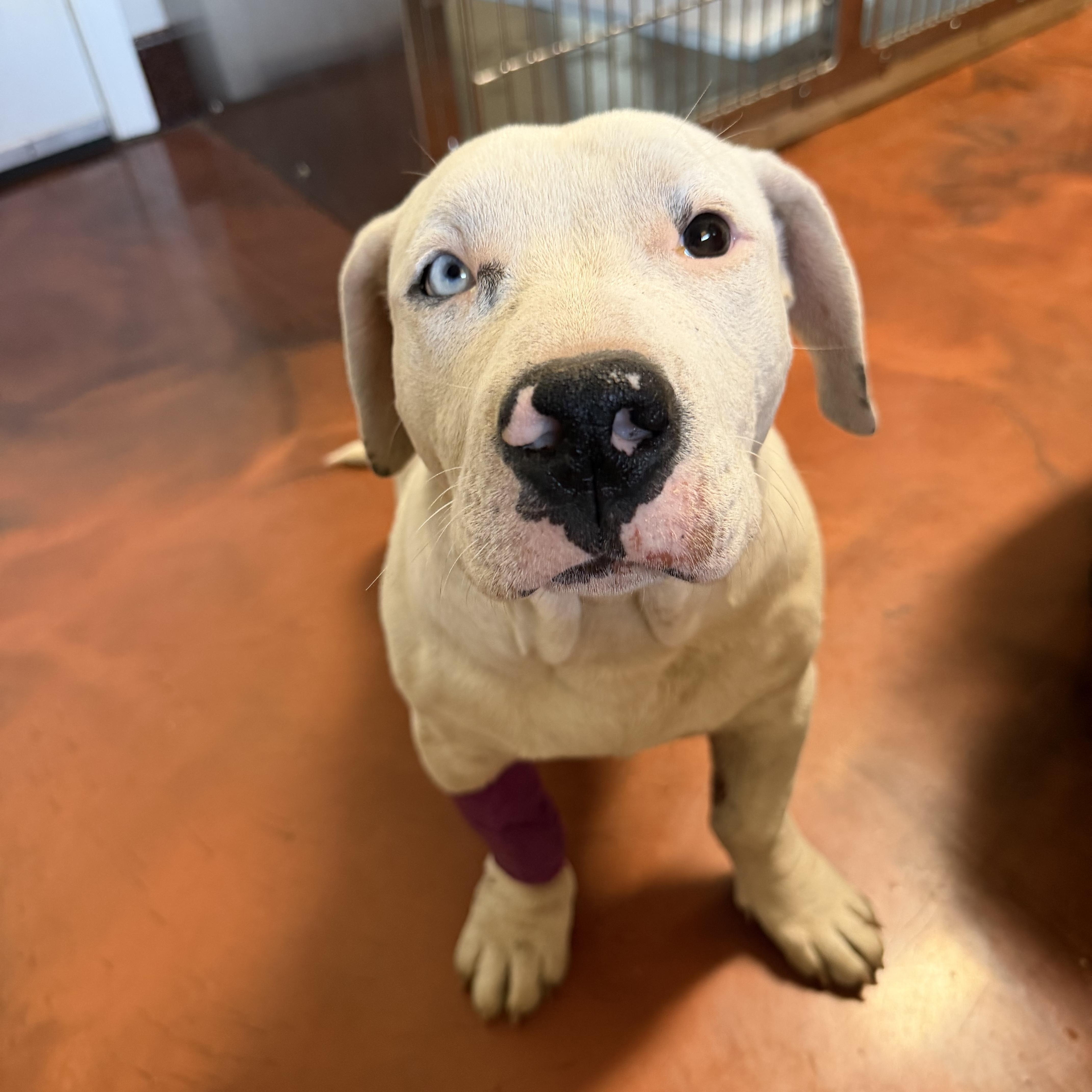 Enlarge Brian, an adopted mixed breed in Clarkdale, AZ image 2/6