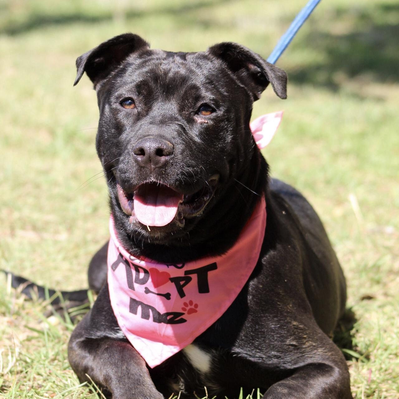 Enlarge Lolly, a Adoptable mixed breed in New York, NY image 3/6