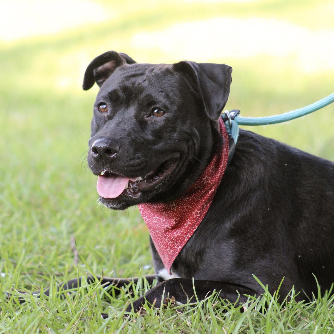 Enlarge Lolly, a Adoptable mixed breed in New York, NY image 1/6