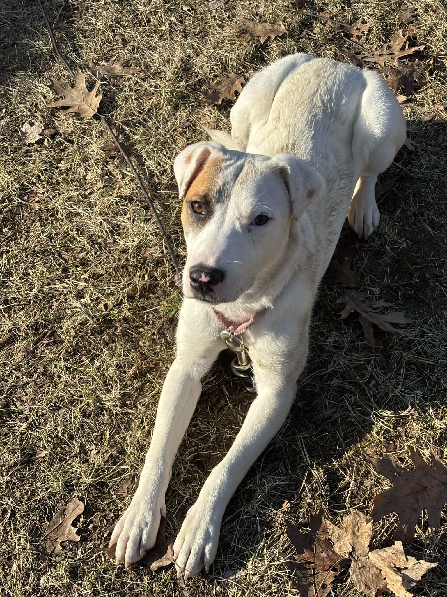 Enlarge Daisy, a ADOPTABLE mixed breed in Grand Rapids, MI image 2/4