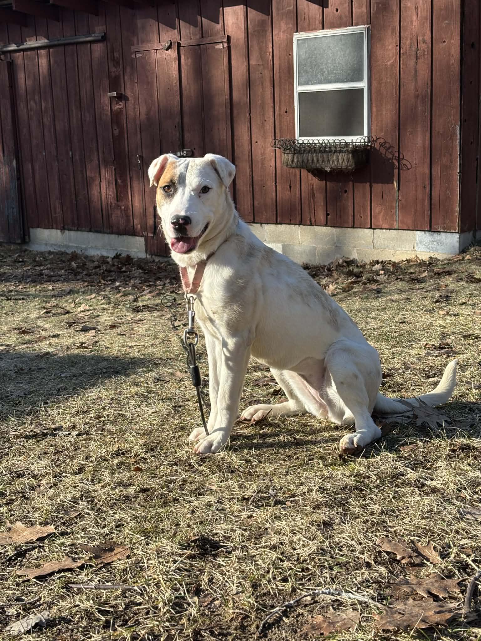 Enlarge Daisy, a ADOPTABLE mixed breed in Grand Rapids, MI image 4/4