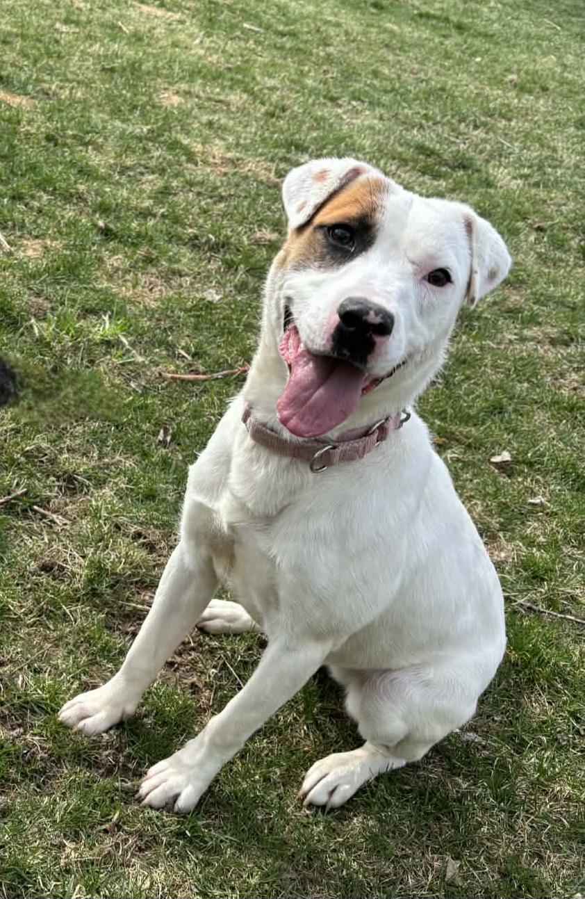 Daisy, ADOPTABLE, Young Female Jack Russell Terrier.