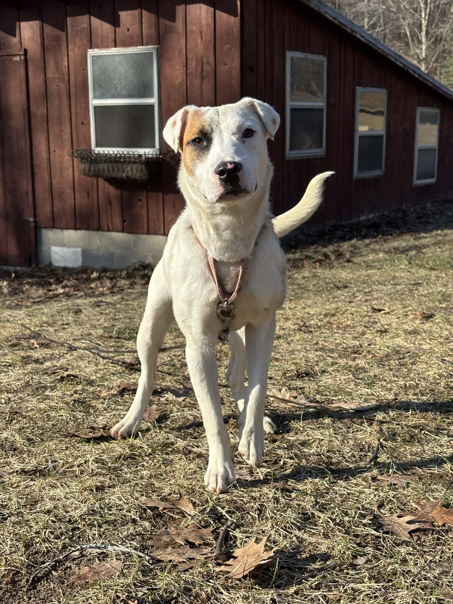 Enlarge Daisy, a ADOPTABLE mixed breed in Grand Rapids, MI image 3/4