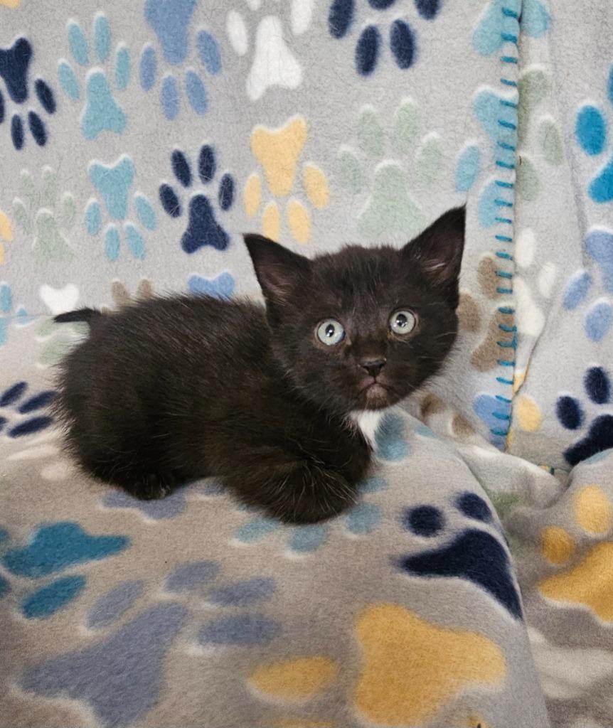Enlarge Missy Elliot, a Adoptable mixed breed in Wabash, IN image 1/1