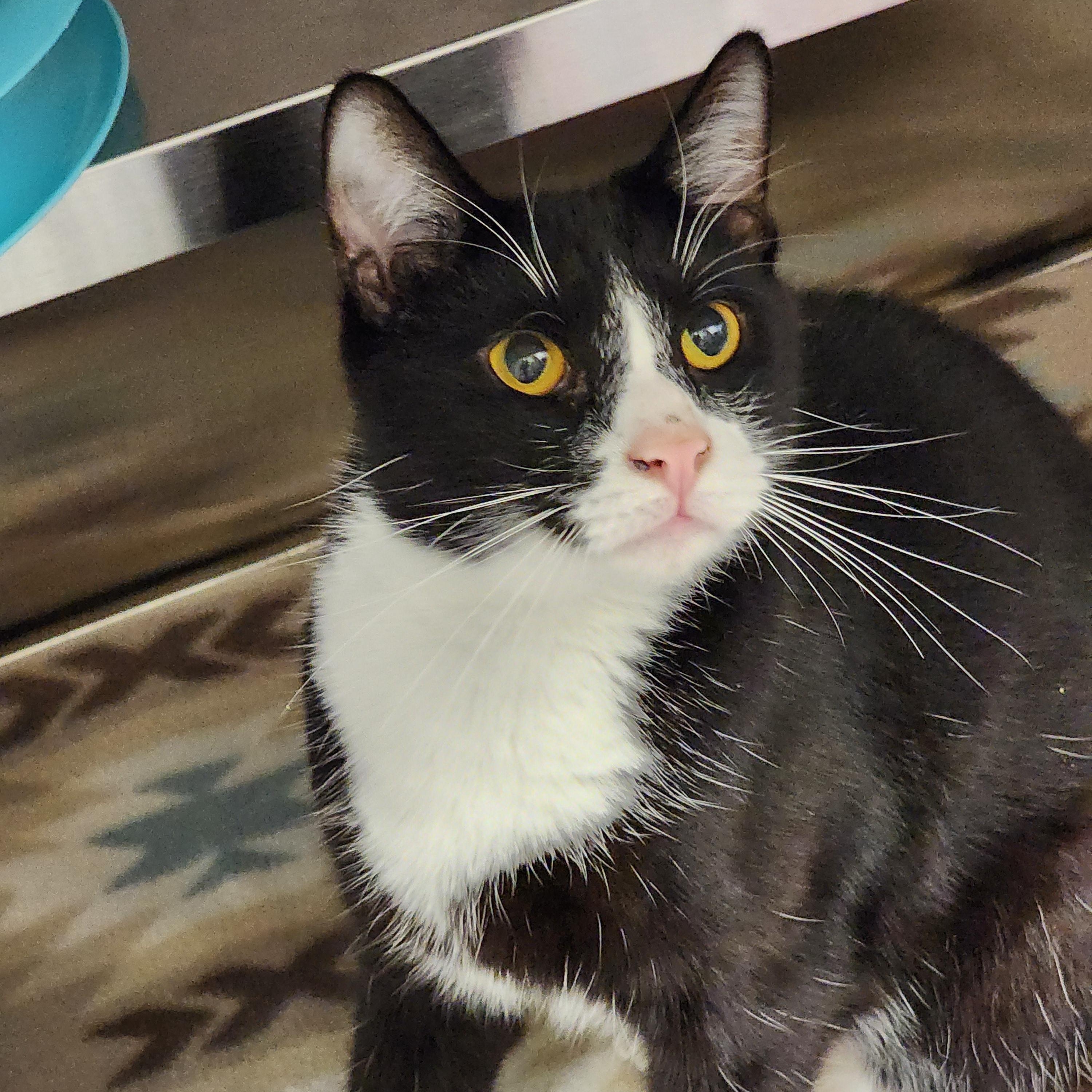 Enlarge Nino, a Adoptable mixed breed in Hilton Head Island, SC image 4/5