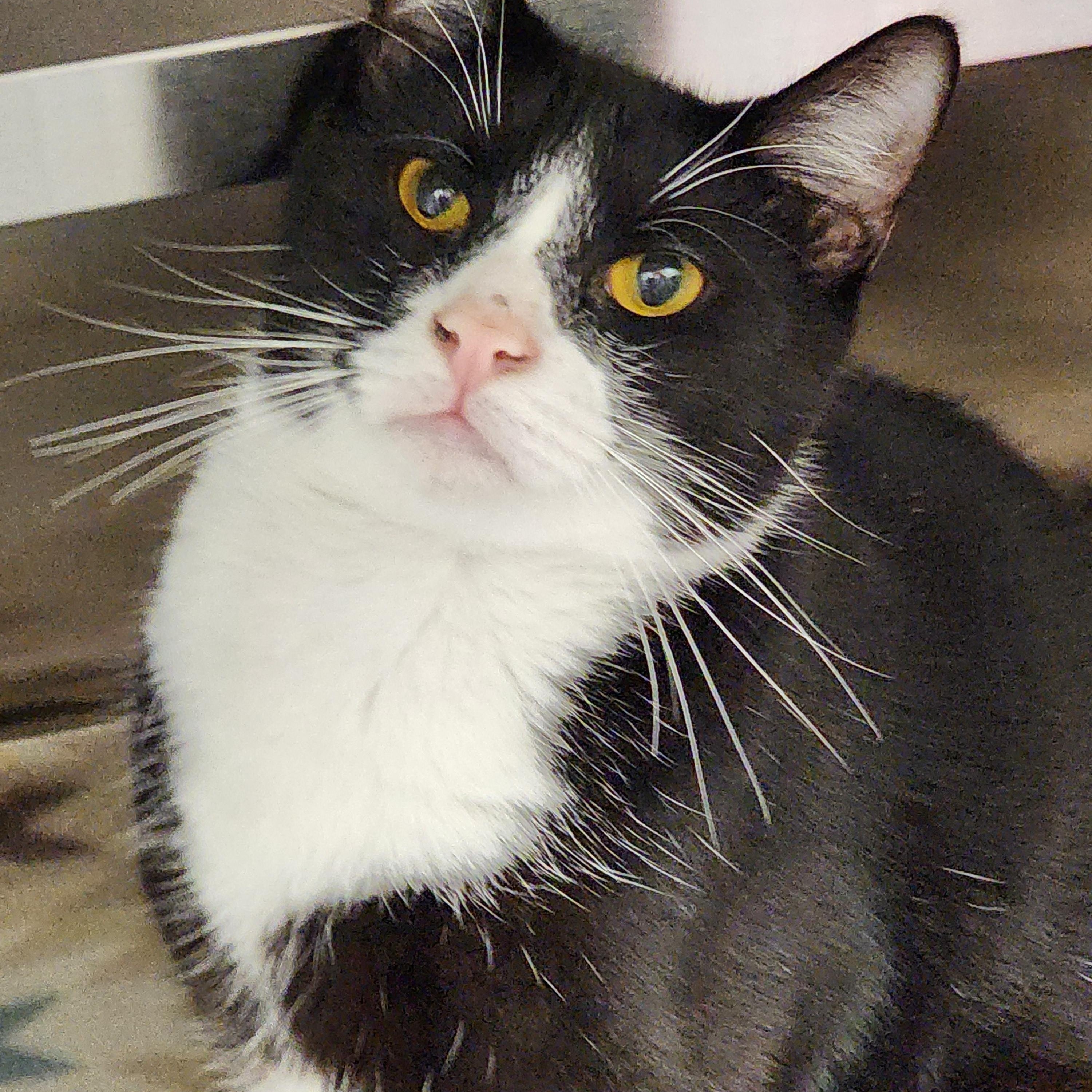 Enlarge Nino, a Adoptable mixed breed in Hilton Head Island, SC image 5/5