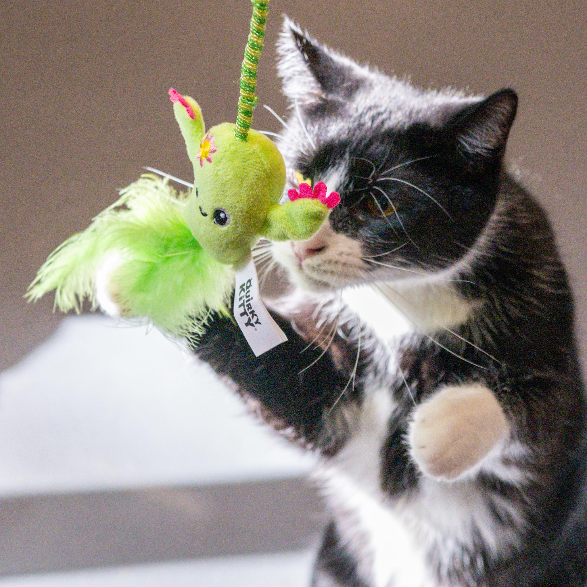 Enlarge Nino, a Adoptable mixed breed in Hilton Head Island, SC image 2/5