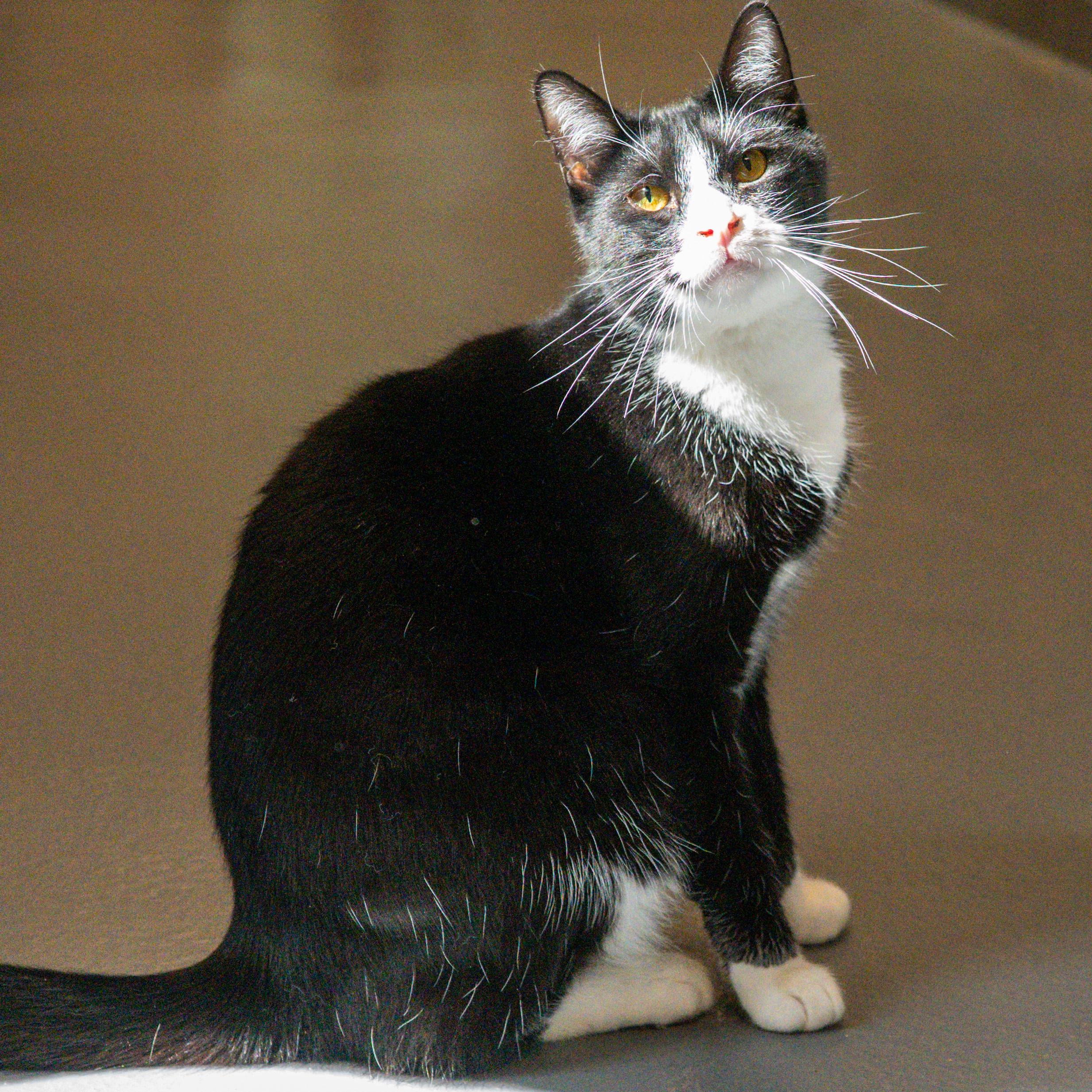 Nino, Adoptable, Adult Male Domestic Short Hair.
