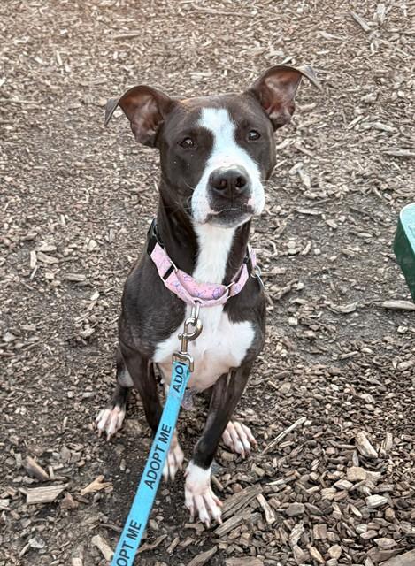 Enlarge CEE CEE, a Adoptable Pit Bull Terrier in Leesburg, VA image 1/1