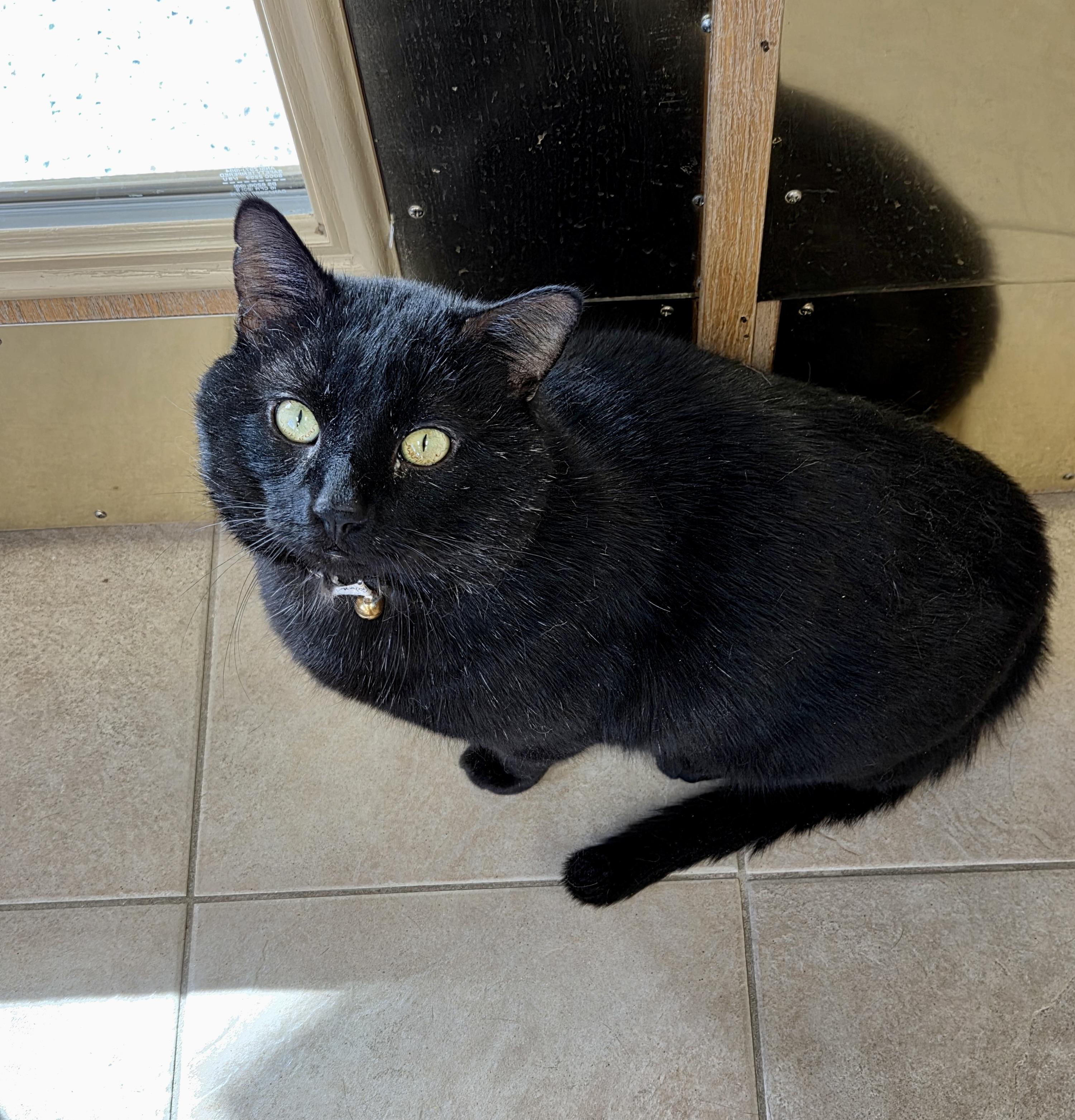BigBoy, an adoptable Domestic Short Hair in Park Rapids, MN, 56470 | Photo Image 2