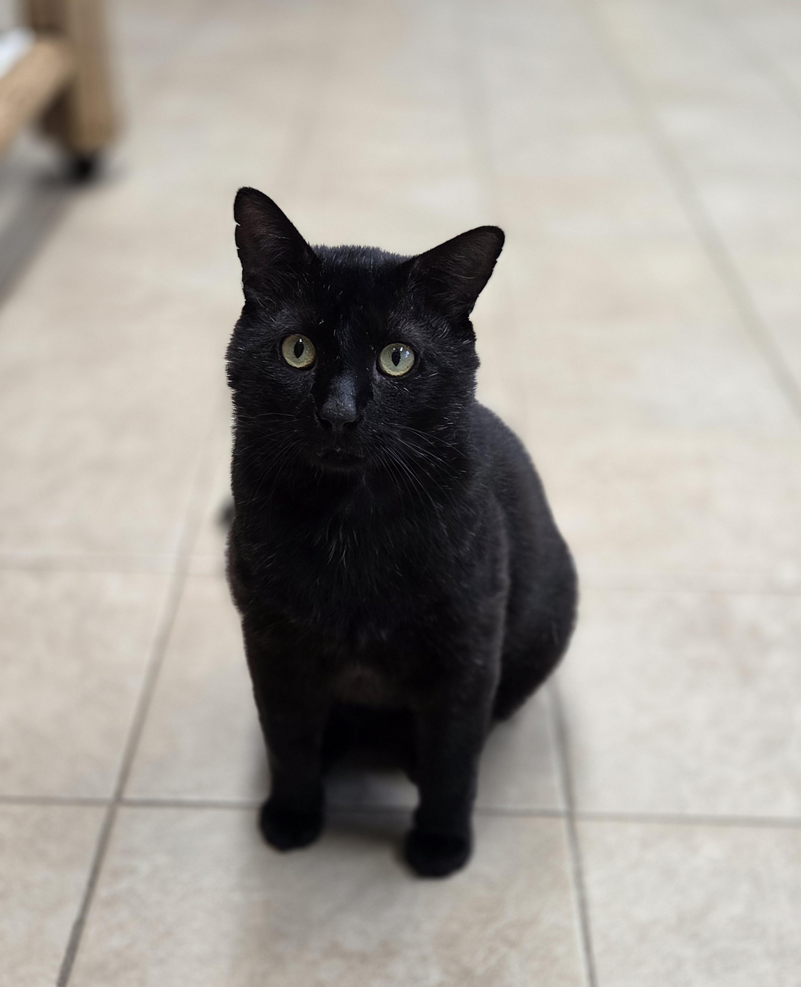 BigBoy, an adoptable Domestic Short Hair in Park Rapids, MN, 56470 | Photo Image 1