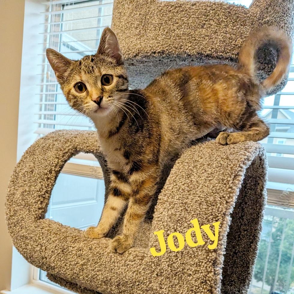 Jody, adopted, Kitten Female Domestic Short Hair.