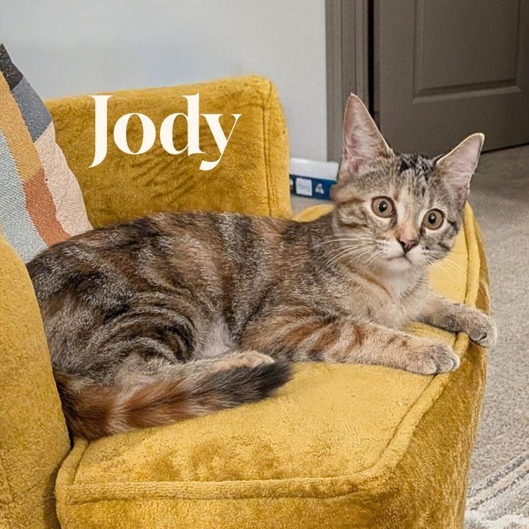 Enlarge Jody, an adopted Domestic Short Hair in Overland Park, KS image 3/3
