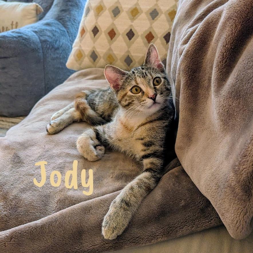 Enlarge Jody, an adopted Domestic Short Hair in Overland Park, KS image 2/3