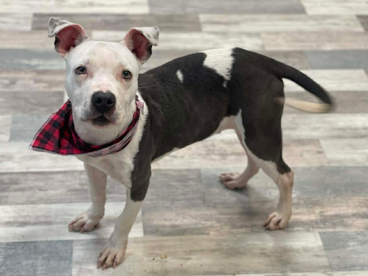 Enlarge Chop, a ADOPTABLE mixed breed in Lufkin, TX image 3/3