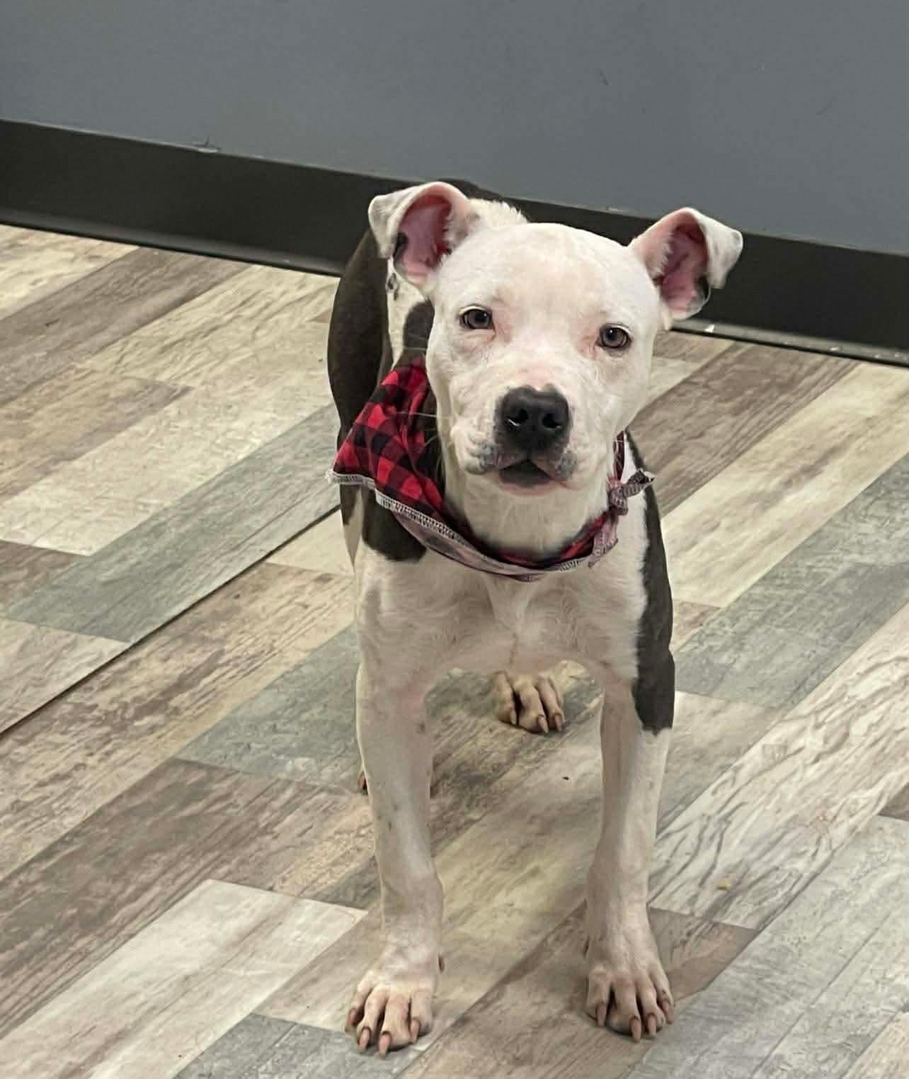 Chop, ADOPTABLE, Young Male American Bulldog.