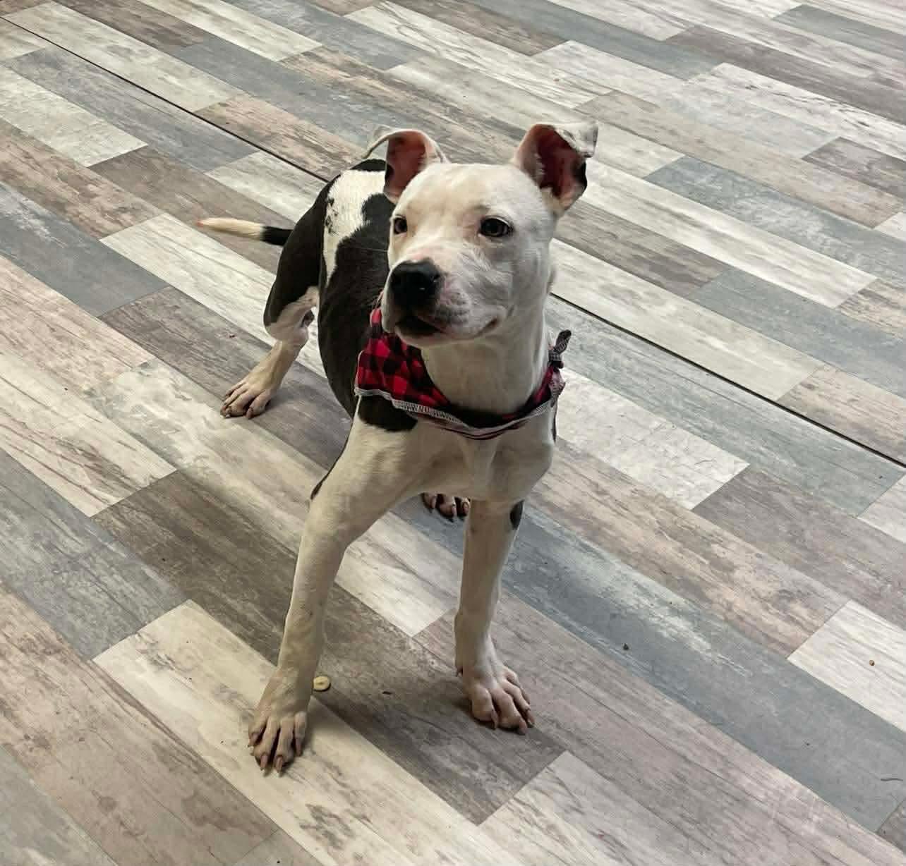 Enlarge Chop, a ADOPTABLE mixed breed in Lufkin, TX image 2/3