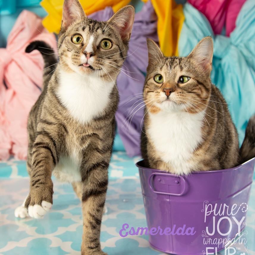 Esmeralda thumbnail 6