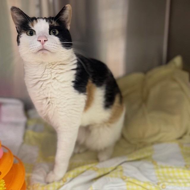 Trinity, Adoptable, Adult Female Domestic Short Hair.