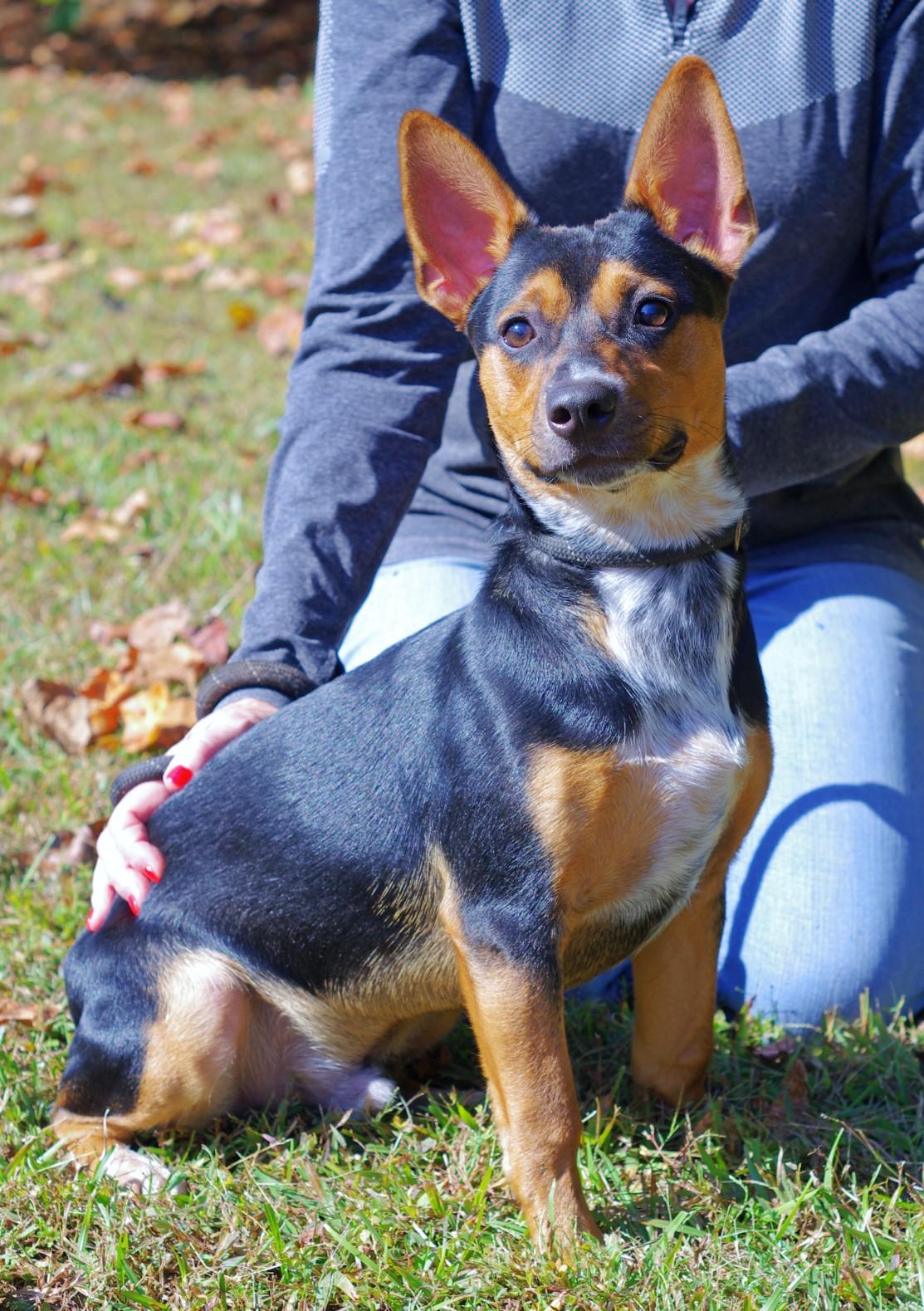 Peanut, an adoptable mixed breed in Sautee Nacoochee, GA image 2/3