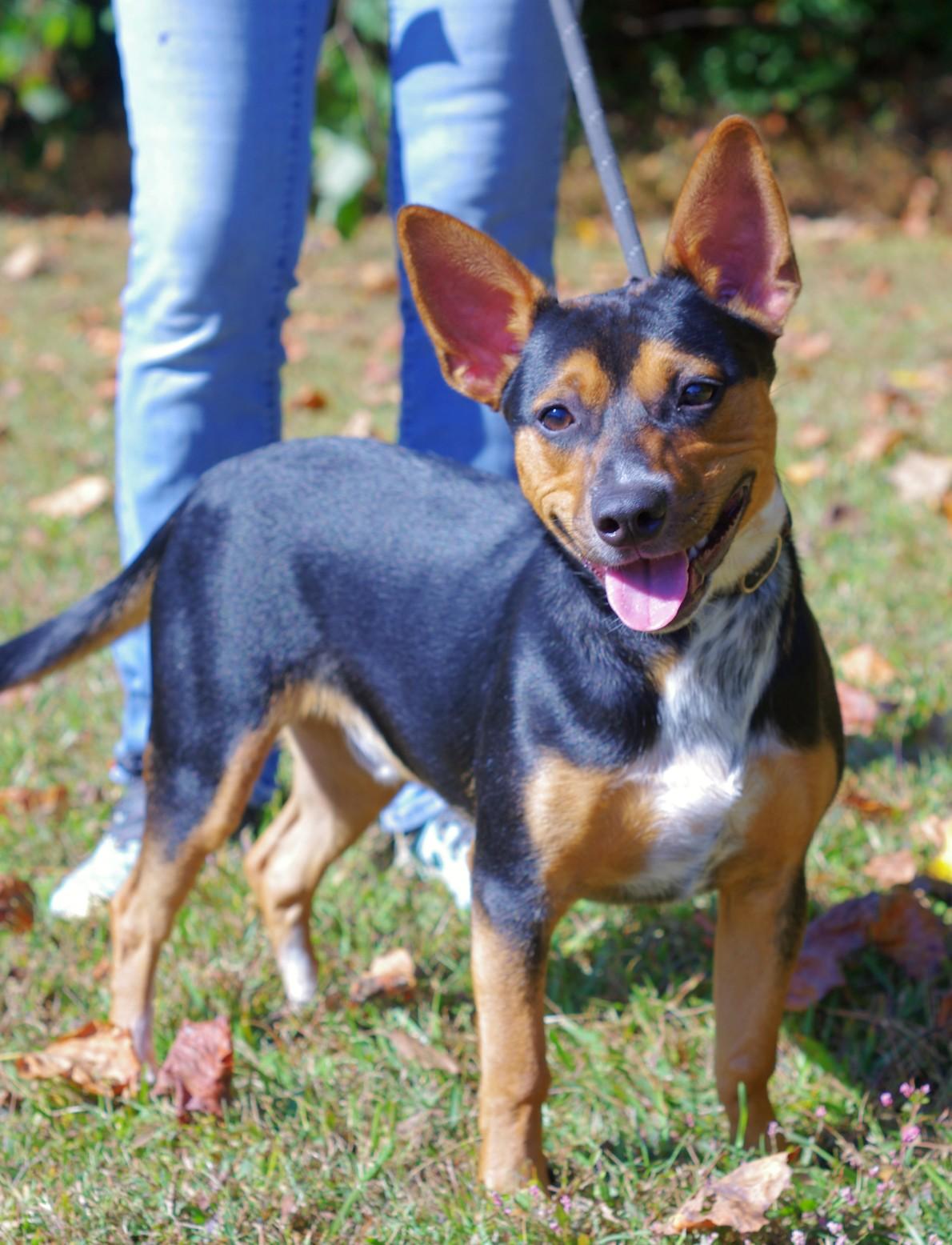 Peanut, an adoptable mixed breed in Sautee Nacoochee, GA image 3/3