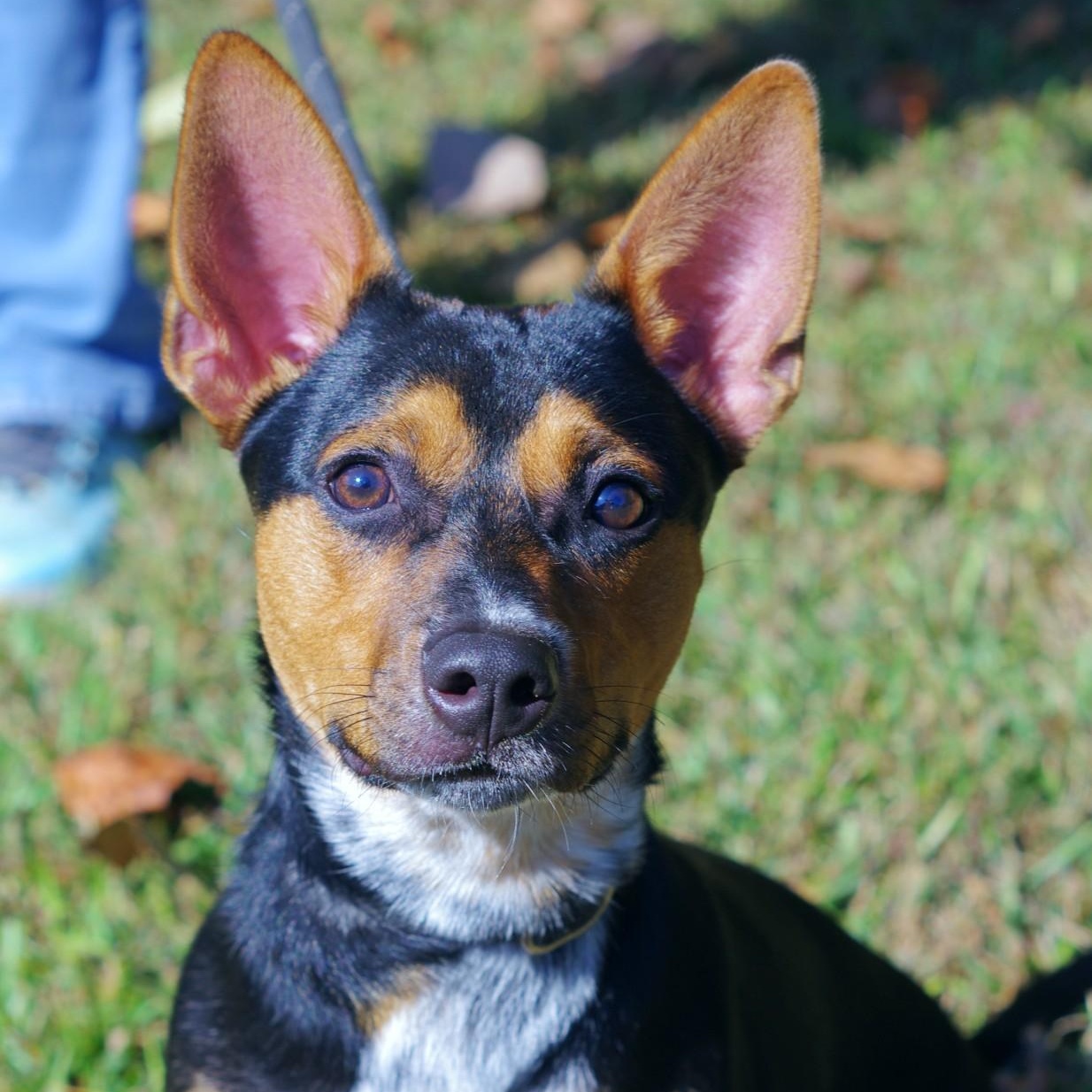 Peanut, an adoptable mixed breed in Sautee Nacoochee, GA image 1/3
