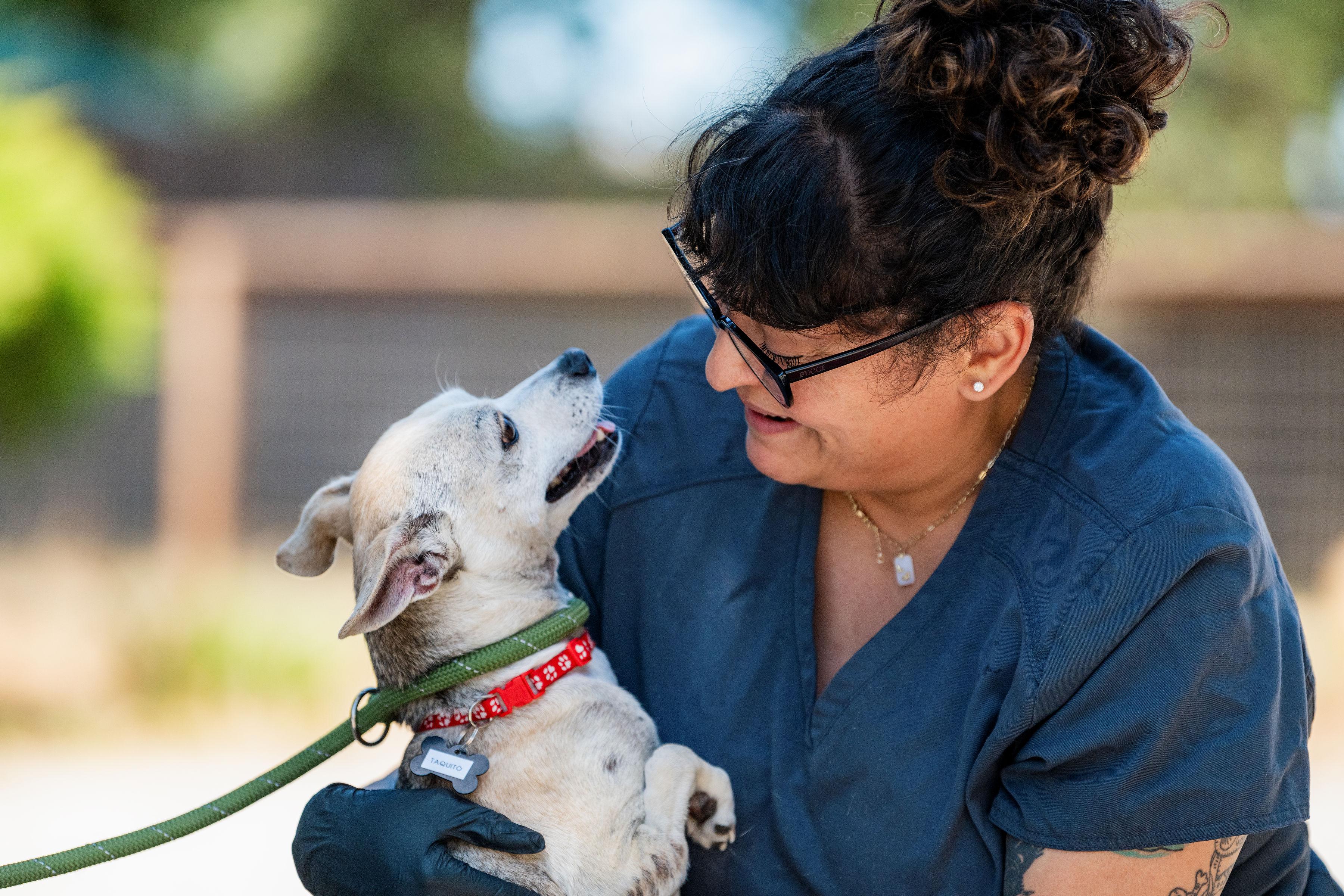 Enlarge Taquito, a Adopted mixed breed in Santa Rosa, CA image 5/5