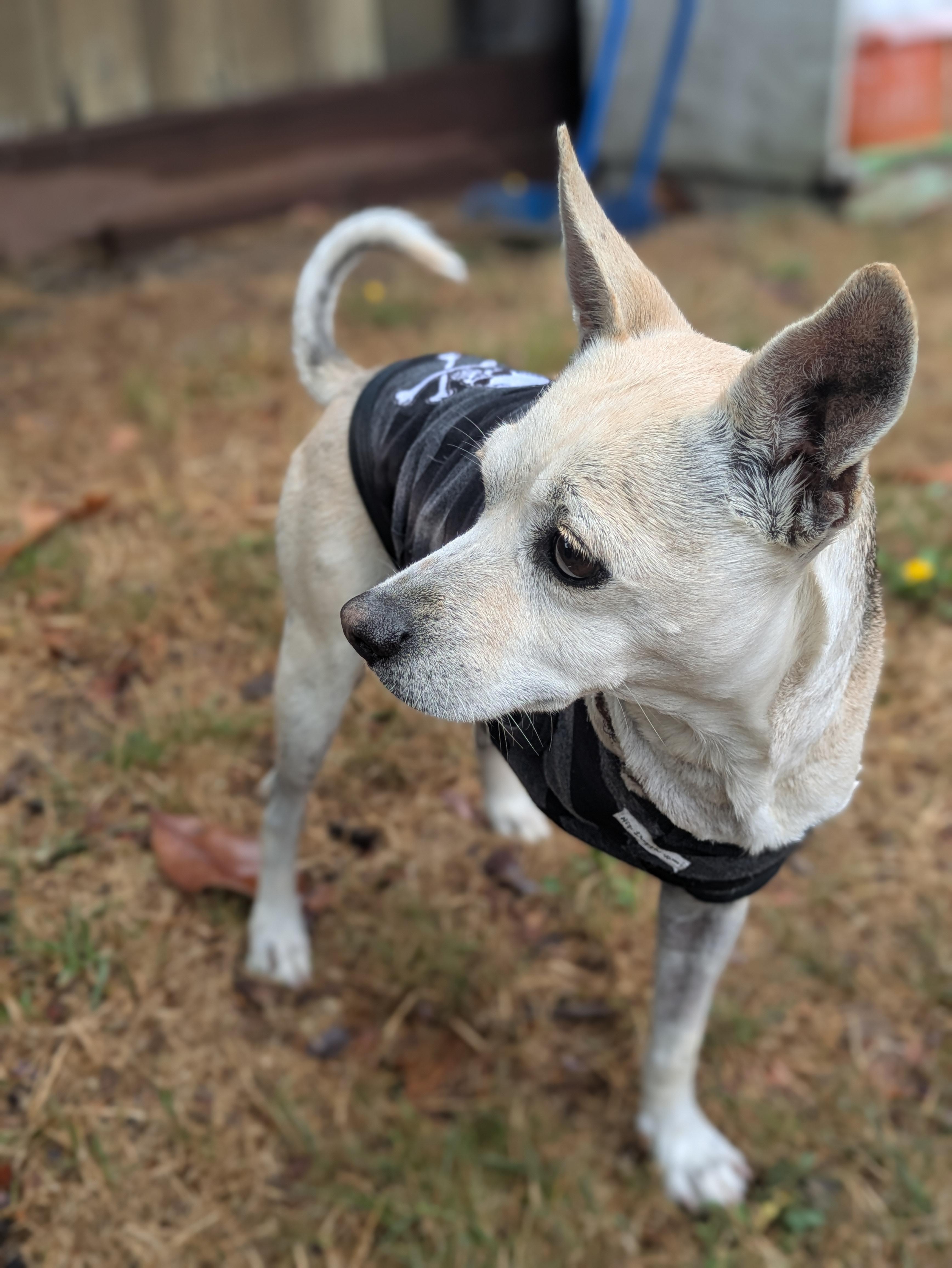 Enlarge Taquito, a Adopted mixed breed in Santa Rosa, CA image 3/5