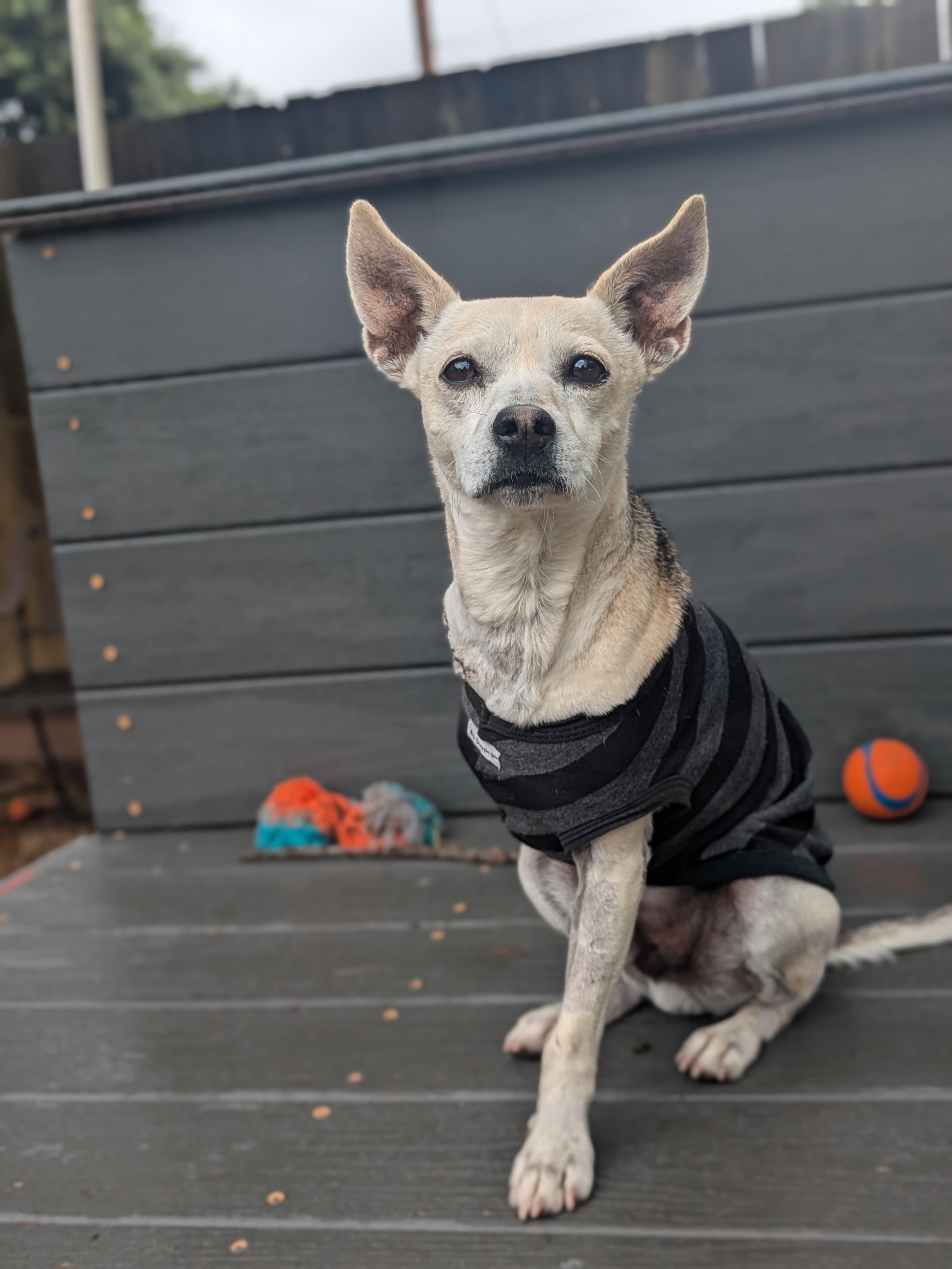 Enlarge Taquito, a Adopted mixed breed in Santa Rosa, CA image 1/5