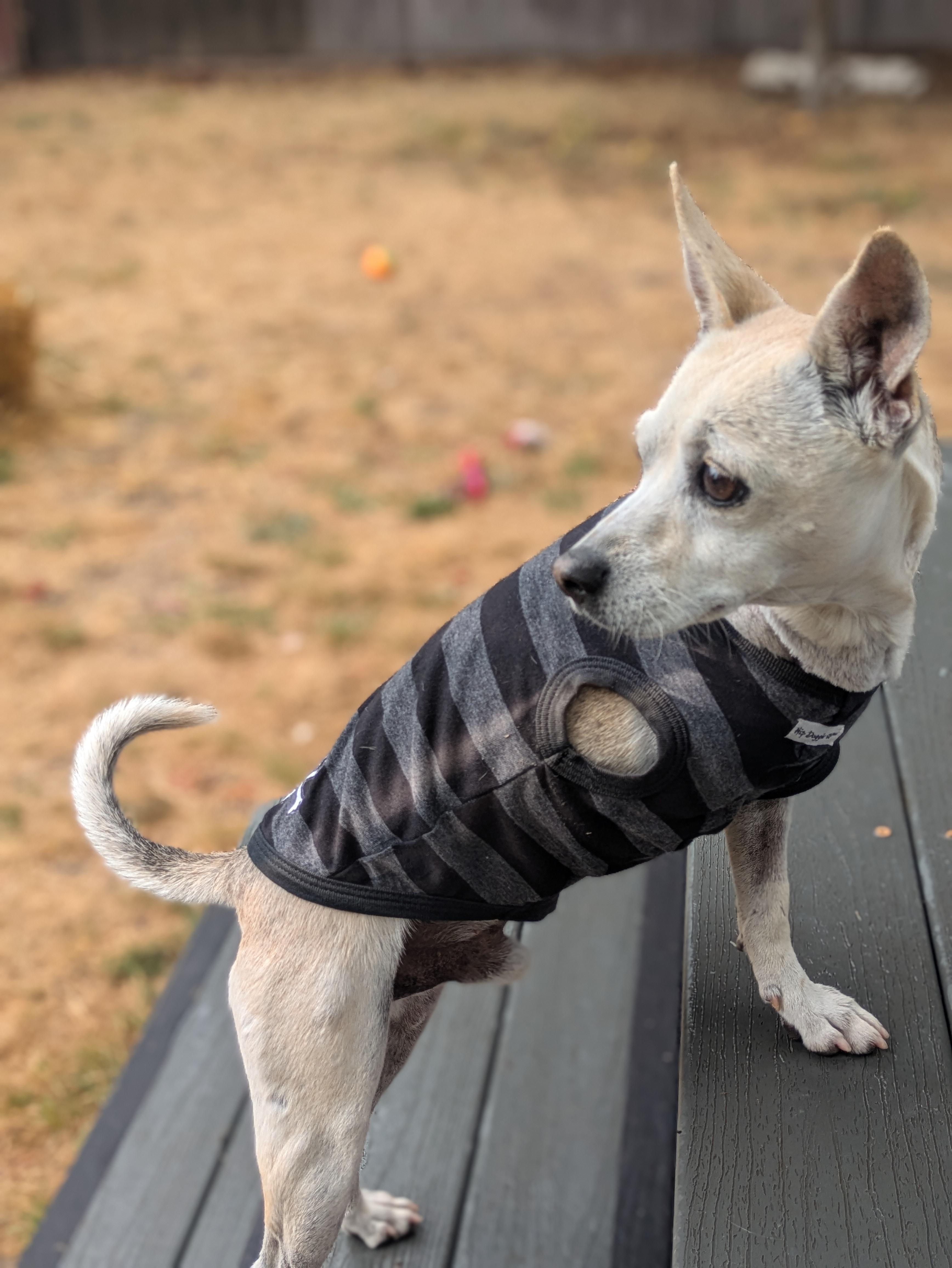 Enlarge Taquito, a Adopted mixed breed in Santa Rosa, CA image 4/5
