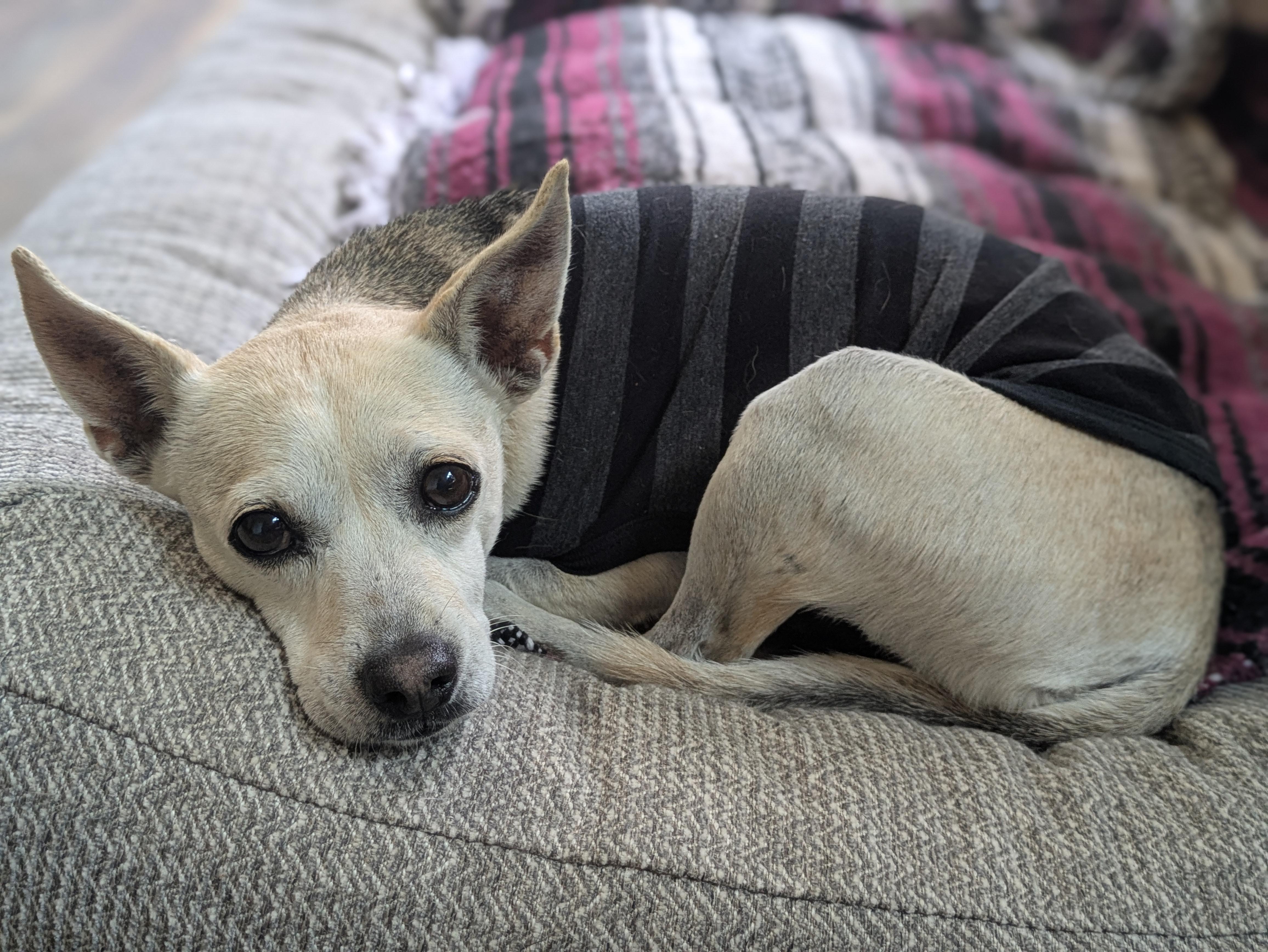 Enlarge Taquito, a Adopted mixed breed in Santa Rosa, CA image 2/5
