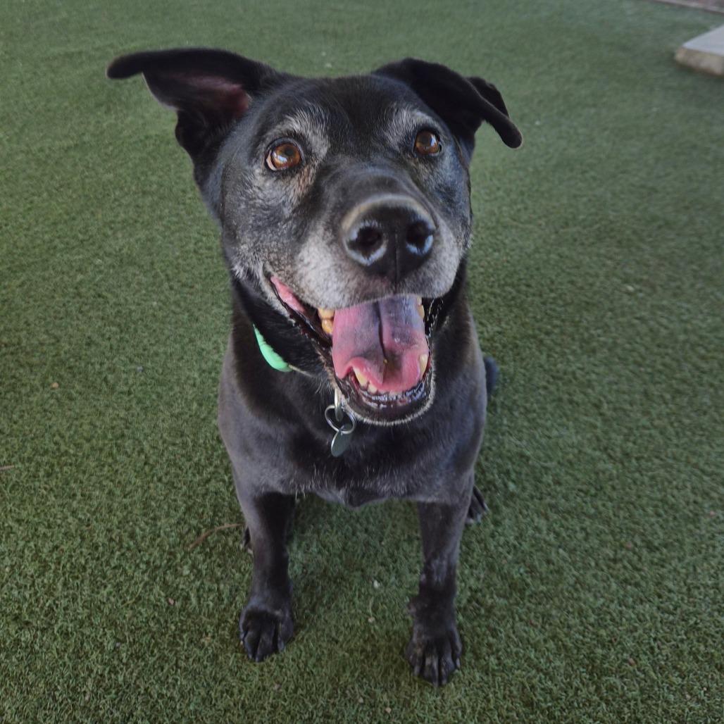Roxxi, Adoptable, Senior Female Shepherd & Mixed Breed.