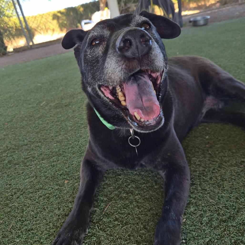 Enlarge Roxxi, a Adoptable mixed breed in Riverside, CA image 2/5