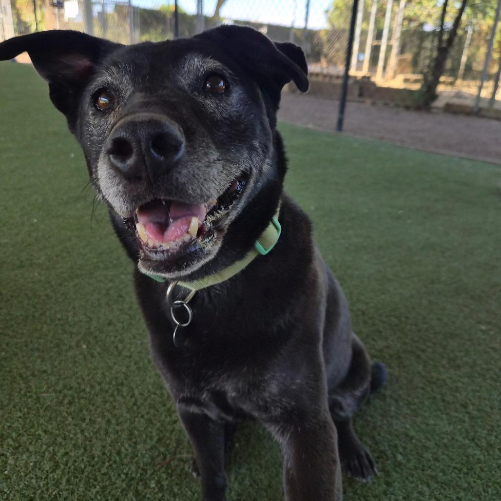 Enlarge Roxxi, a Adoptable mixed breed in Riverside, CA image 3/5