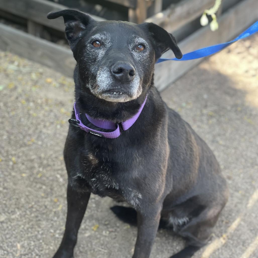 Roxxi, Adoptable, Senior Female Shepherd & Mixed Breed.