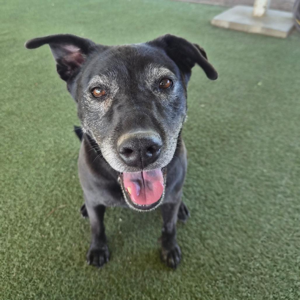 Enlarge Roxxi, a Adoptable mixed breed in Riverside, CA image 4/5