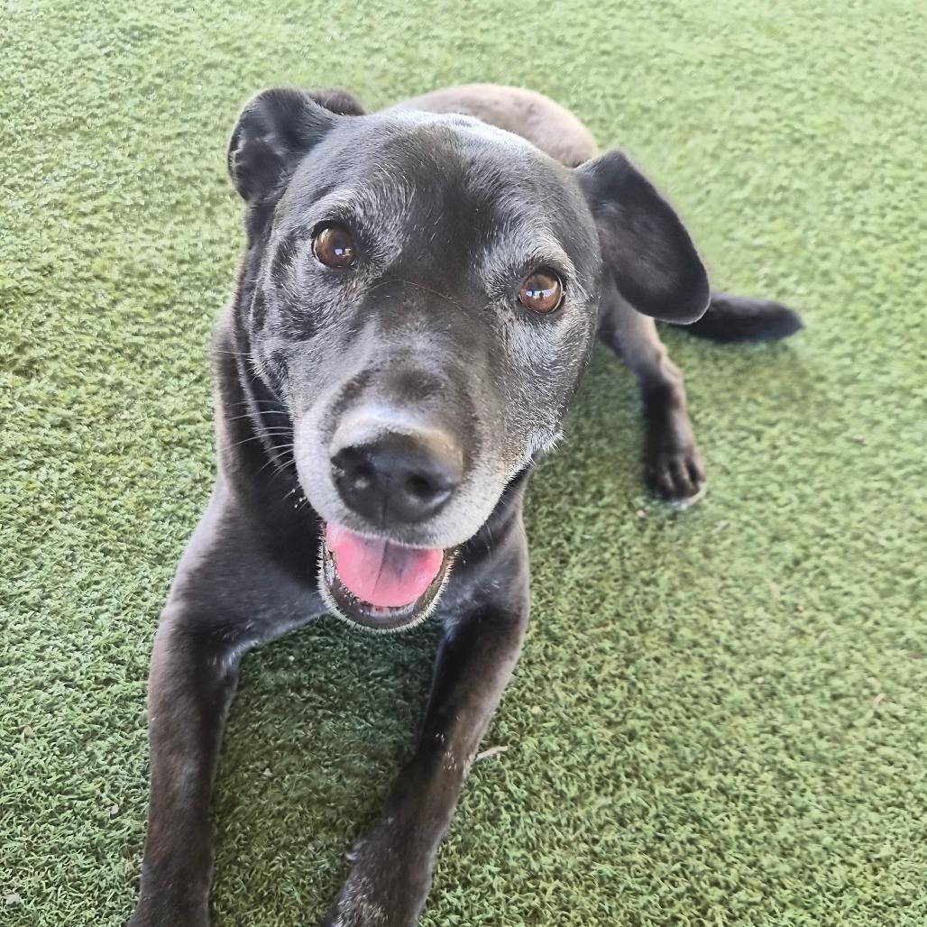 Enlarge Roxxi, a Adoptable mixed breed in Riverside, CA image 5/5