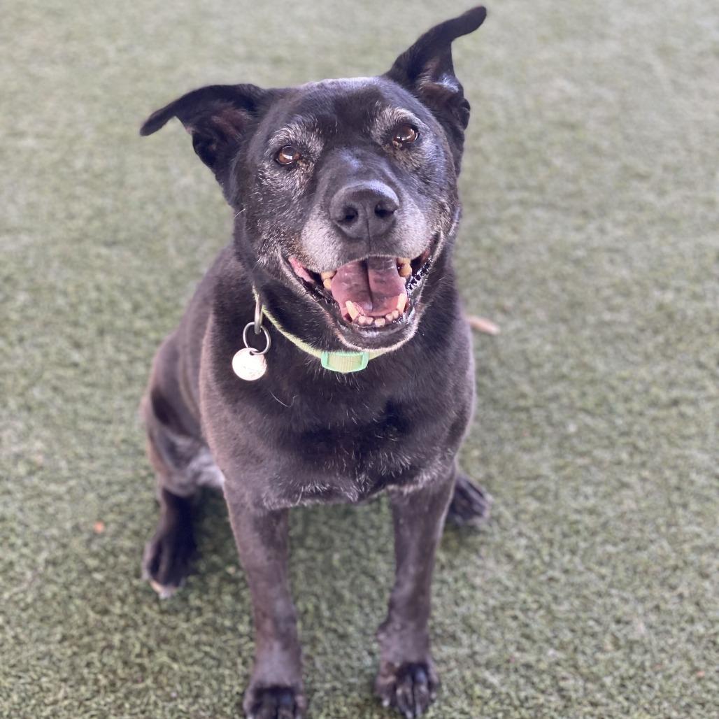 Enlarge Roxxi, a Adoptable mixed breed in Riverside, CA image 2/5