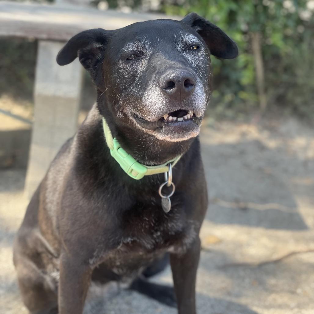 Enlarge Roxxi, a Adoptable mixed breed in Riverside, CA image 3/5